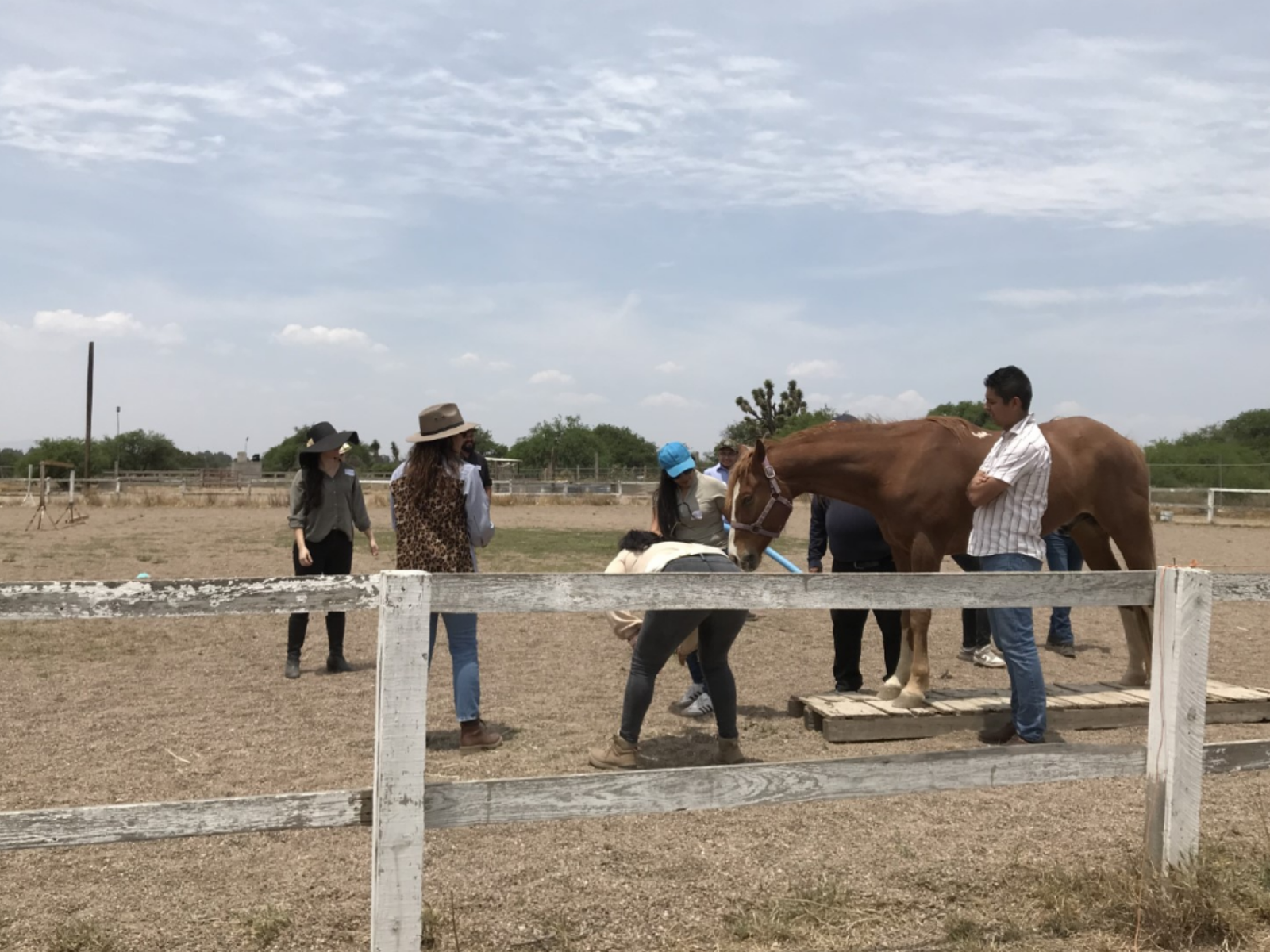COACHING CON CABALLOS